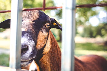 探している、 フェンス、 ヤギ、 フェンスを越えて、 動物、 見て、 自然、 動物園、 農場、 屋外、 動物の頭