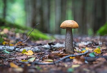 魔法のキノコの写真、 キノコ、 葉、 森、 オレンジキャップポルチーニ、 秋