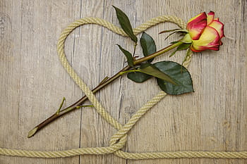 yellow, red, rose, flower, brown, rope, heart, love, connection, connected, knot