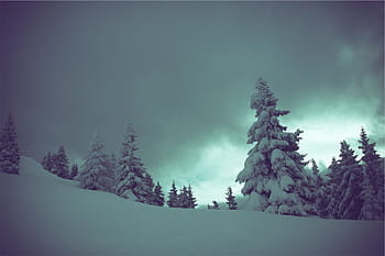 alberi, rivestito, la neve, giorno, inverno, buio, nuvoloso, albero, foresta, Pino, paesaggio