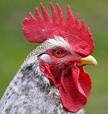 Nahansicht, Foto, grau, Hähnchen, Weiß, schwarzer Hahn, Kopf, Kamm, Auge, Rechnung, schließen