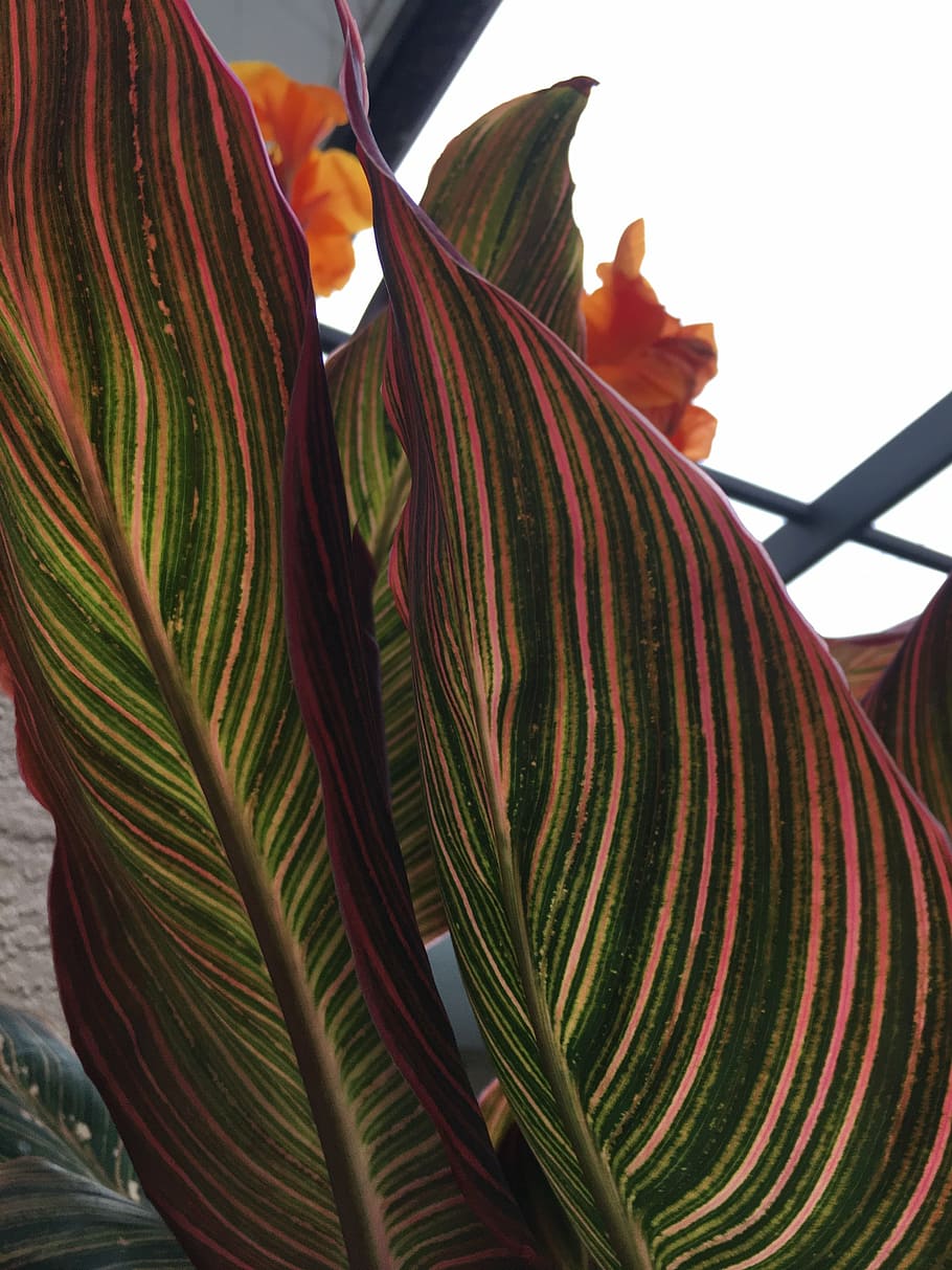 flowers, nature, canna, orange flower, floral, summer, tropical, blooming, color, petal, bright