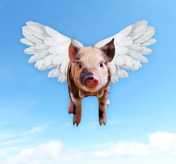 pink, black, pig, wings illustration, pigs, fly, funny, hog, piggy, wings, pork