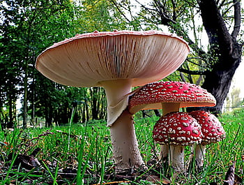 Fly agaric, Fly agaric mushrooms, red mushrooms, forest mushrooms, woodland fungi, Amanita muscaria, nature photography, outdoor mushrooms, forest floor, autumn mushrooms, spotted mushrooms