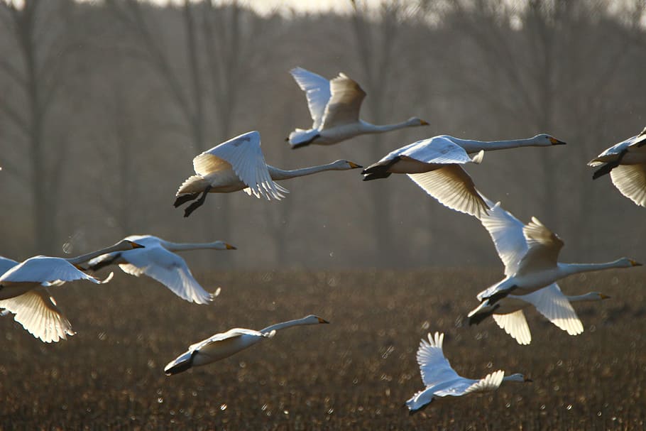flock of pelican, whooper swan, bird, swan, arable, field, migratory bird, swans, water bird, birds, flight