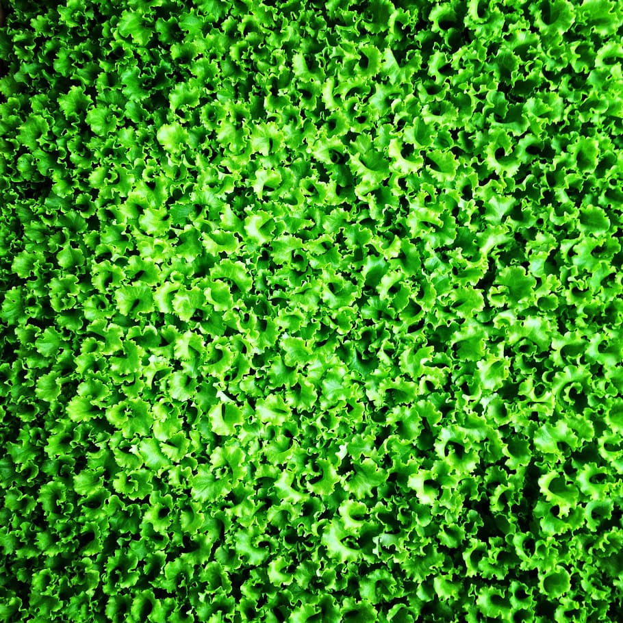lettuce, sapling, greens, salad