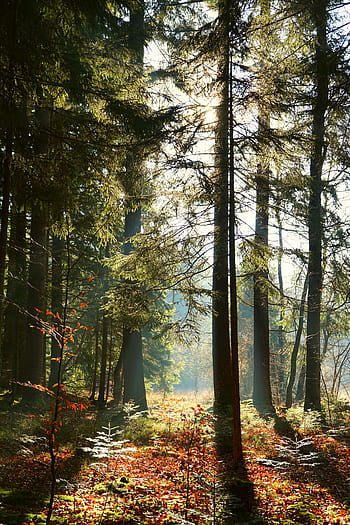 forest, sun rays in the forest, trees, sunbeam, landscape, sunlight, autumn, nature, light, fog, forest path