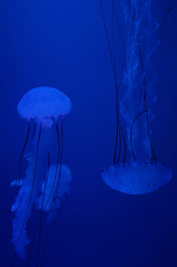 Jellyfish, Mollusk, Fluorescent, fluoresce, aquarium, water, aquatic animal, dangerous, nettle, nettles, underwater