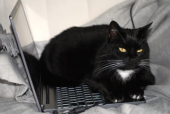 black, tuxedo cat, lying, laptop computer, cat, black cat, work, computer, black and white, black and white cat, cat face