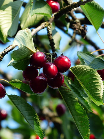 cherry, sweet cherry, red, fruit, healthy, leaves, branch, summer, delicious, fruity, bird cherry