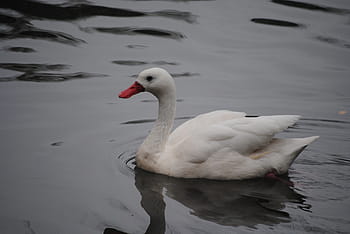 white, swan, bird, nature, water, animal, lake, wildlife, swimming, symbol, elegance