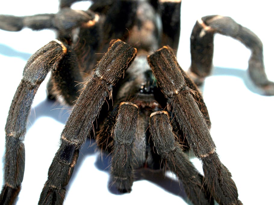 spider, tarantula, arthropod, photography, hairy, mexican redknee tarantula, brown, orange, carapace, color image, female