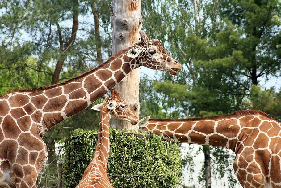 giraffe, family of giraffes, mammal, the silhouette, animals, figure, portrait, african, head, herbivores, nature