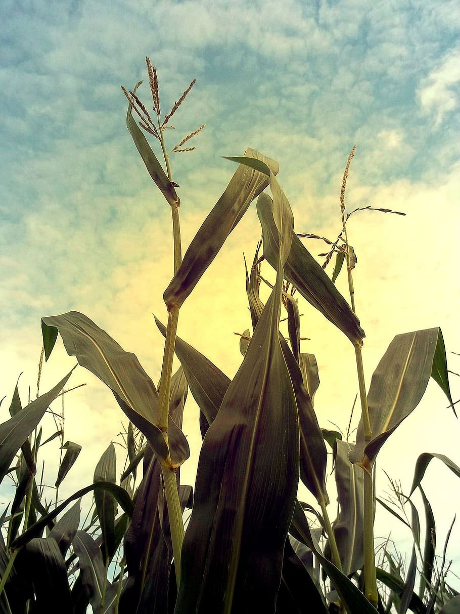 low, angle photo, corn plants, Corn, Cornfield, Cultivation, agriculture, field, fodder maize, corn on the cob, plant