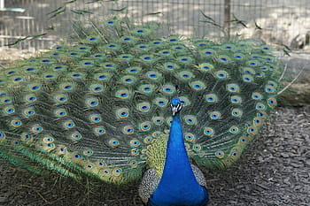 verde, blu, pavone, maschi, maschio, uccello, ruota, battere rad, piume, piuma, colorato