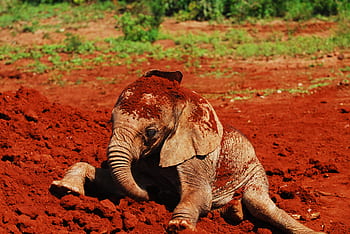 feeding baby elephants, dust bath, nairobi, kenya, africa, elephant, baby, sheldrick trust, endangered species, conservation, orphanage