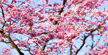 fleur de cerisier, cerise japonaise, odeur, fleur, Floraison, cerisier japonais, cerisier d'ornement, printemps, rose, prunus serrulata, cerisiers japonais