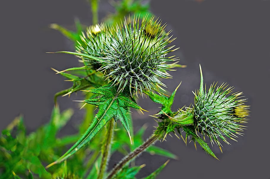とげ、 花、 植物学、 ブランチ、 剛毛、 つぼみ、 カクタス、 閉じる、 文化、 砂漠、 成長