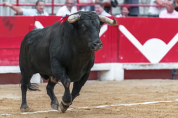 nero, mucca, rosso, superficie, giorno, Toro, arene, beaucaire, corrida, animale, temi animali