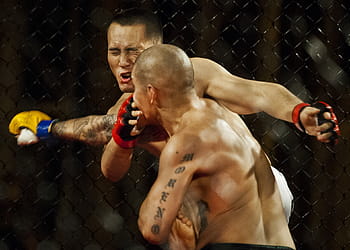 male, ufc fighter, punched, opponent, sport, athletes, boxing, fight, punch, fighters, males