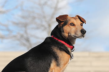hund, hybrid, kæledyr, blandet racerhund, opmærksomhed, sidde, vagt, udsigt, snude, dyr, pels