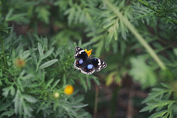 selectiv, focalizați fotografia, negru, albastru, alb, fluture, cocoțat, portocale, floare, zbor, verde