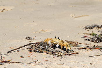 Sand Crab, Beach, Wildlife, Nature, crab, water, coast, wild, summer, crustacean, tropical