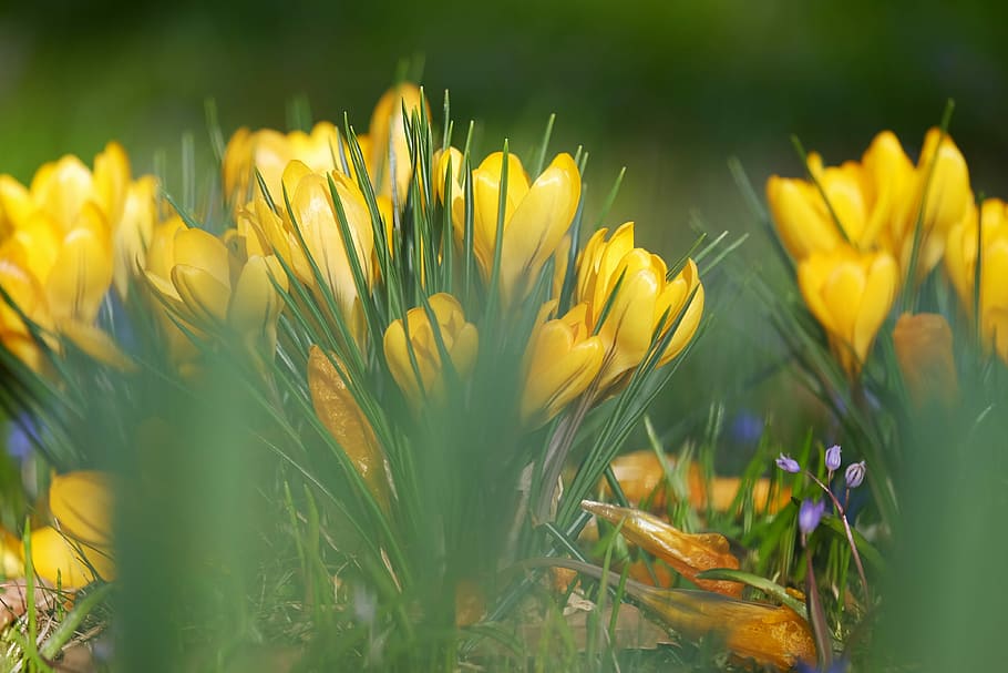 zavřít, fotografování, žlutá, květy okvětní lístky, tiefenschärfe, hloubka pole, rozmazat, krokus, iridaceae, jarní květina, brzy bloomer