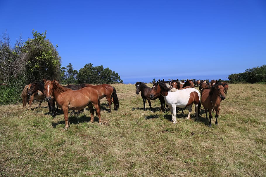 αγρόκτημα, henar, αγέλη, πεδίο, βοσκότοπους, ζώα, ιππικό, αγροτική περιοχή, επιβήτορα αλόγου, λιβάδια και θάμνους εύκρατες, άλογα