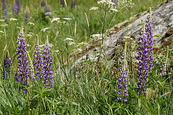 lupiny, letní, květ, kámen, krajina, louka, Švédsko, flóra, nordic, letní louka, letní slunovrat