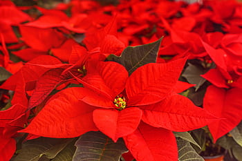 poinsettia, adventsstern, χριστουγεννιάτικο αστέρι, διακοσμητικό φυτό, το κόκκινο, οικογένεια, ανθοφόρα φυτά, Χριστούγεννα, φύση, χειμώνας, έλευση
