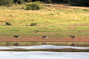 zebra, peaceful, animals, water, drinking, bright, sun, wild, pilanesberg, south, africa