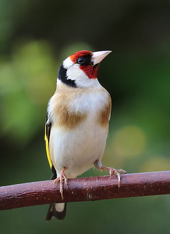focus photography, european goldfinch, goldfinch, song bird, bird, garden bird, colourful