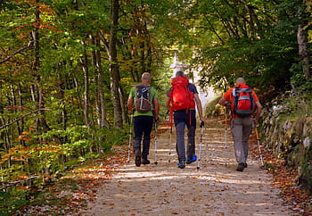 escursione, foresta, autunno, pista, camminando con bastoni, montagna, il percorso europeo, e5, Lessinia, Italia