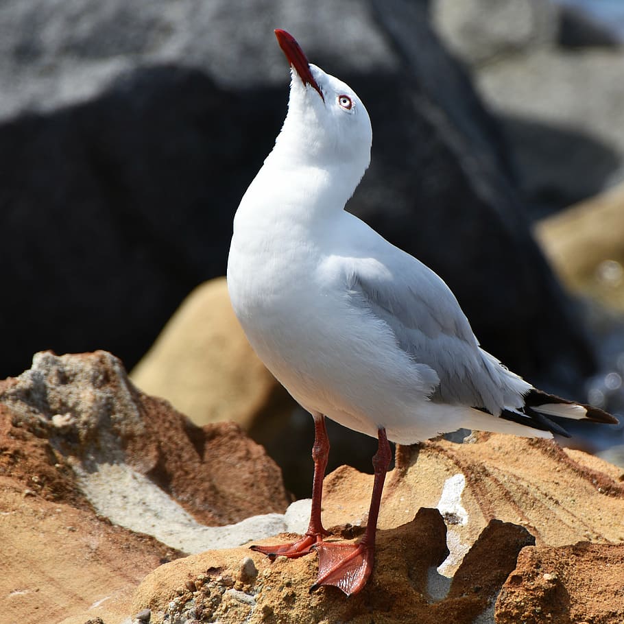 seagull, rocks, sea, seaside, bird, nature, gull, stone, outdoors, sky, animal