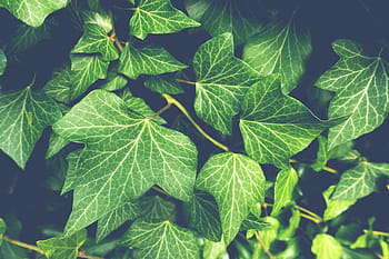 green leaves, ivy, plant, garden, nature, green, climber
