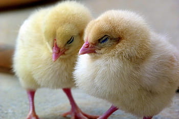 avvicinamento, foto, Due, pulcini, pulcino, pollo, uccello, bambino, giovane, carina, giallo