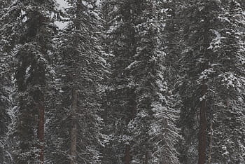 foto, alberi coperti di neve, giorno, alberi, verde, foresta, boschi, la neve, freddo, tempo metereologico, bianca