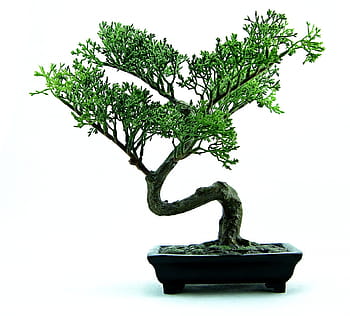 green bonsai, bonsai, tree, green, plant, small, nature, pot, japanese, miniature, dwarf