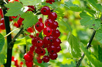 closeup, red, currants, daytime, red currant, currant, natural, healthy, food, garden, sad