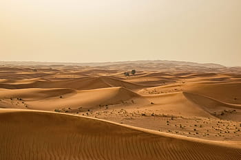 krajinářské fotografie, poušť, Příroda, písek, duny, rostlin, žlutá, písečná duna, poušť Sahara, suchý, krajina