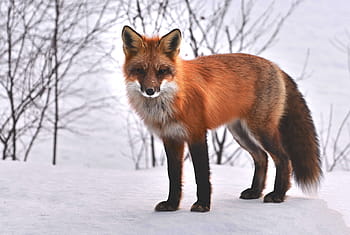 fotografie hnědé fox, liška, Příroda, zvířat, roux, fauna, divoké zvíře, sníh, québec, zvíře, červená Liška
