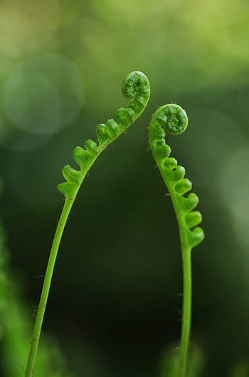 macrofotografia, verde, pianta fogliare, felce, pianta, flamenco, colore verde, viticcio, avvicinamento, nessuno, natura