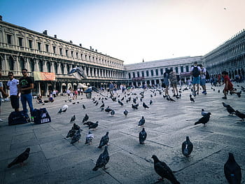 hejno holubů, lidé, sledování, stádo, holuby, Řím, náměstí, piazza san marco, Benátky, Itálie, ptáků