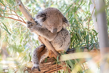koala, vačnatec, býložravec, stromový, volně žijících živočichů, australský, Austrálie, zvíře, roztomilý, Příroda, strom