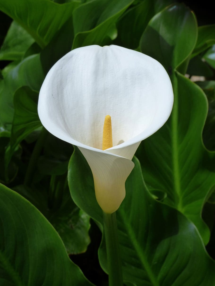 květ, krása, symbol, čistota, muž žena, zantedeschia aethiopica, okvětní lístek, rostlina, květu hlavy, list, svěžest