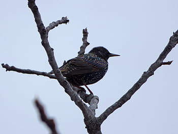 uccello, storno, ramo, inverno, attenzione, fauna selvatica, animali allo stato selvatico, albero, un animale, appollaiati, temi animali