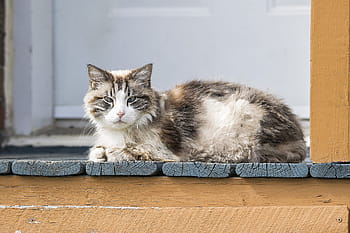 white, brown, ragamuffin cat, cat, portrait, pet, domestic, feline, cute, longhair, looking