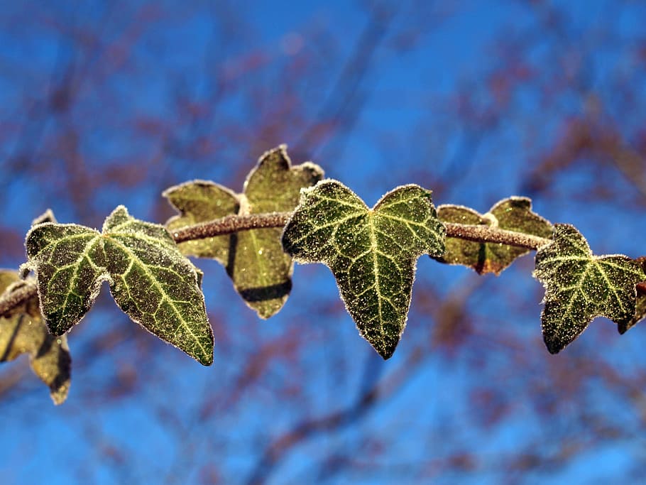 leaves, frost, ivy, winter