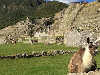 Machu, Peru, Hiking, machu pichu, llama, andes, inca, machu Picchu, cusco City, mountain, nature